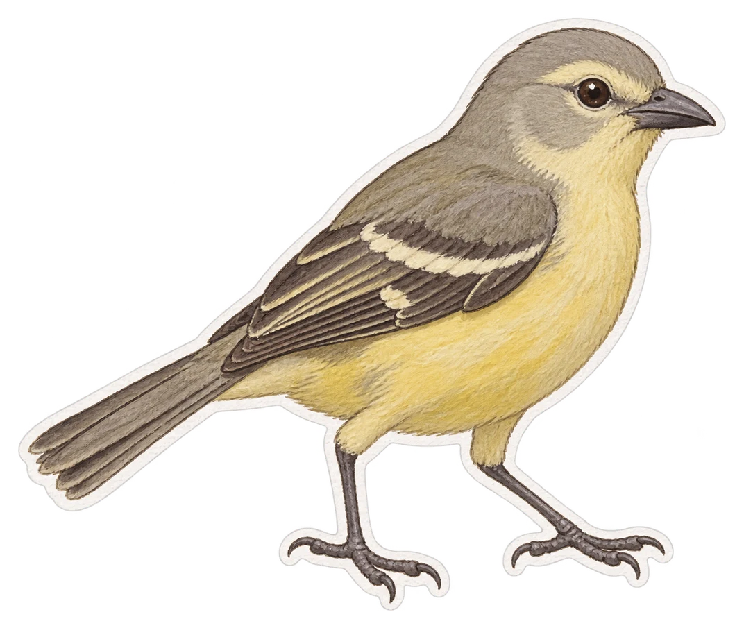 La crataerina pallida (Crataerina pallida)
