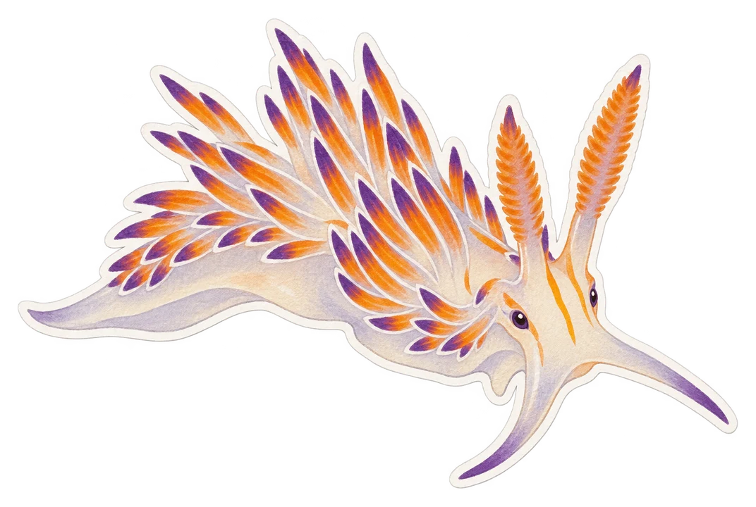 La cratène pèlerine (Cratena peregrina)