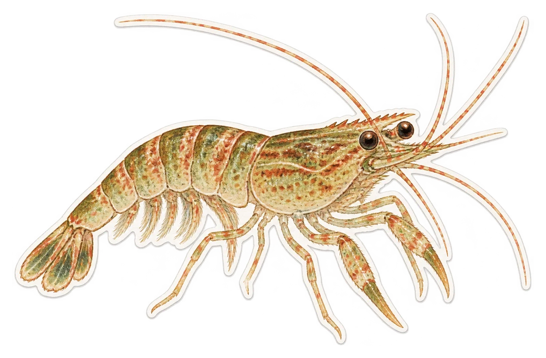La crevette élégante (Palaemon elegans)