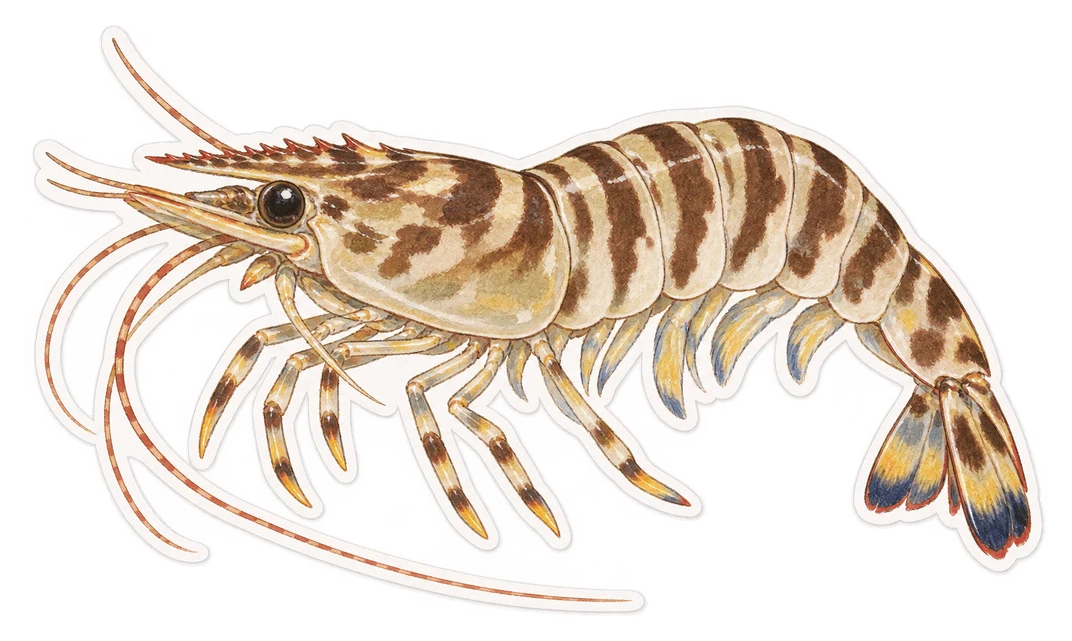 La crevette kuruma (Marsupenaeus japonicus)