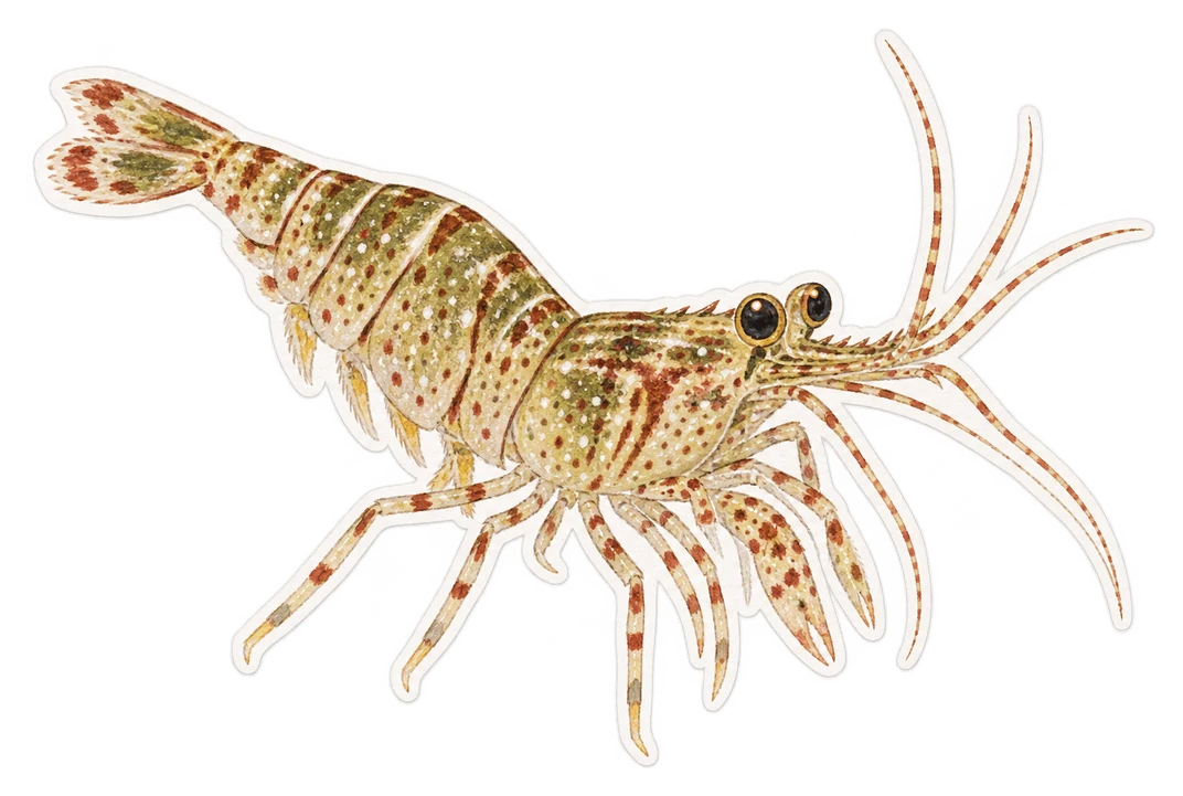 La crevette variable (Hippolyte varians)