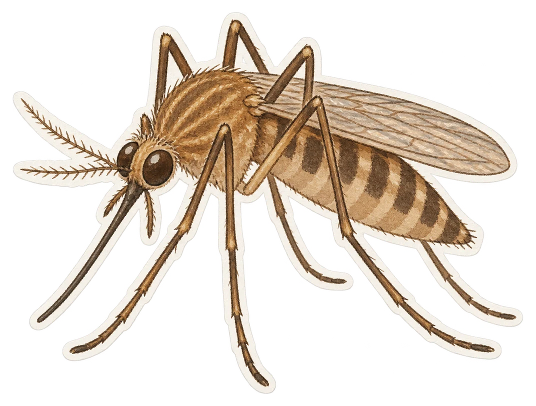 Le culex quinquefasciatus (Culex quinquefasciatus)