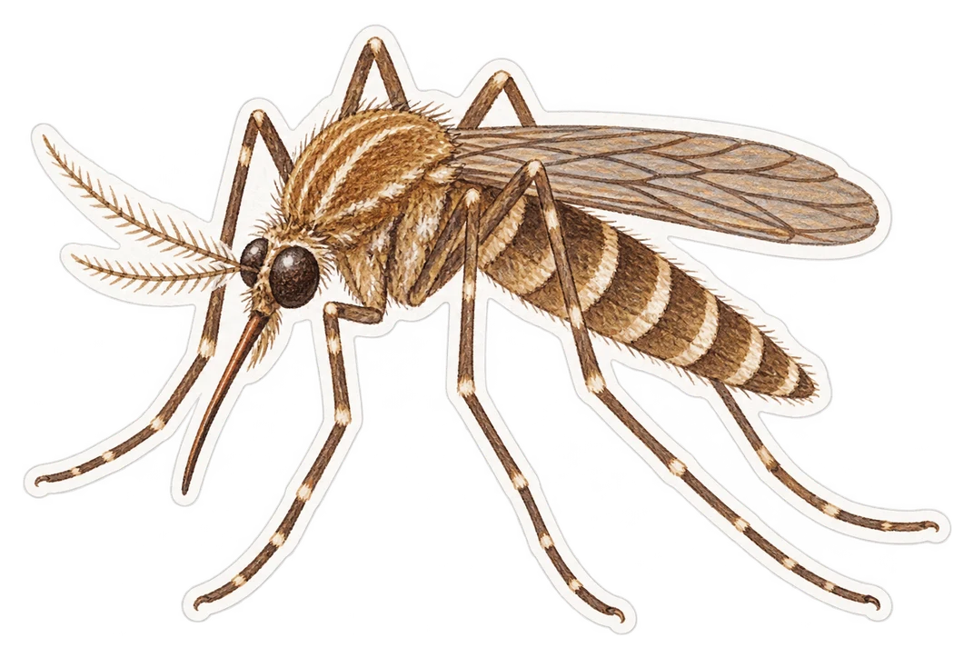 La culisète annelée (Culiseta annulata)