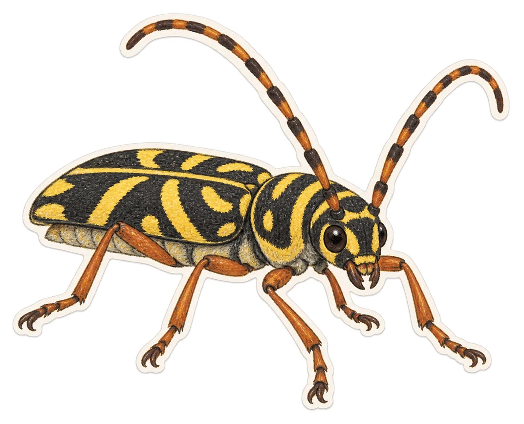 La cyllène du robinier (Megacyllene robiniae)