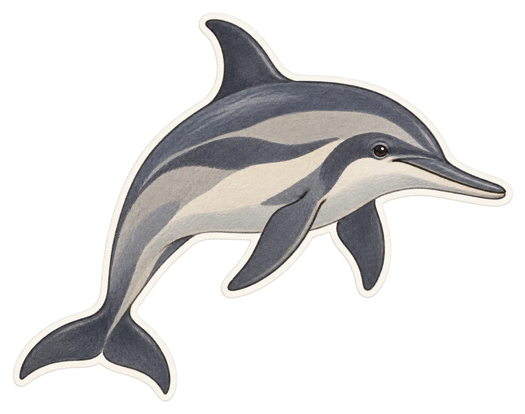 Le dauphin à long bec (Stenella longirostris)