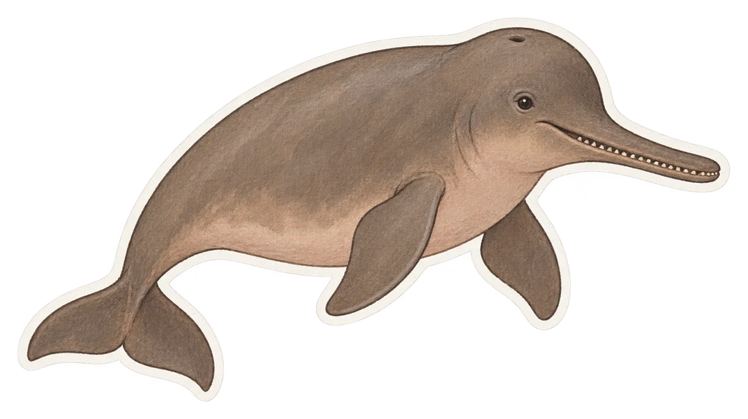 Le dauphin de l'Indus (Platanista minor)