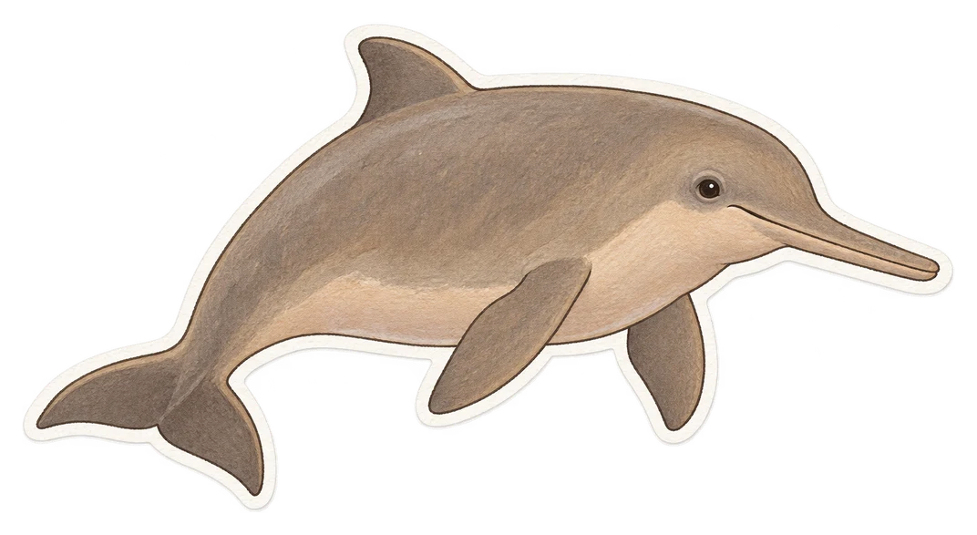 Le dauphin de La Plata (Pontoporia blainvillei)