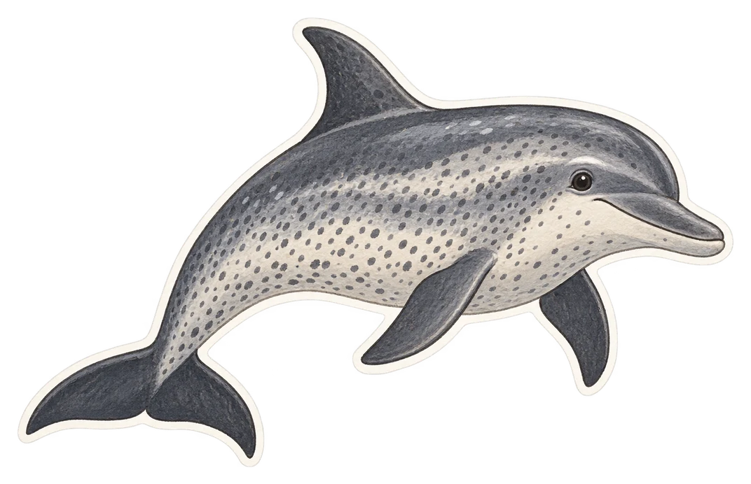 Le dauphin tacheté de l'Atlantique (Stenella frontalis)