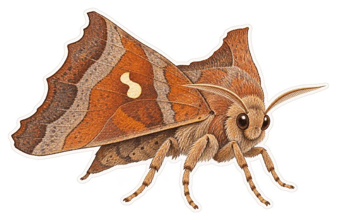 La découpure (Scoliopteryx libatrix)