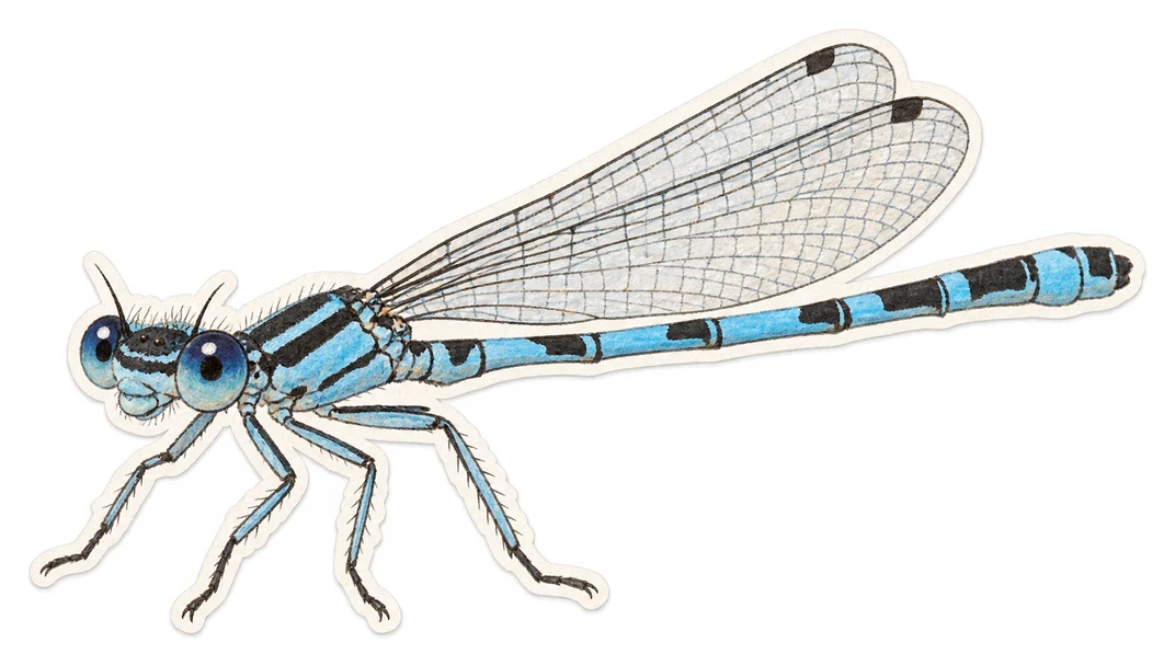 La demoiselle bleue (Enallagma cyathigerum)
