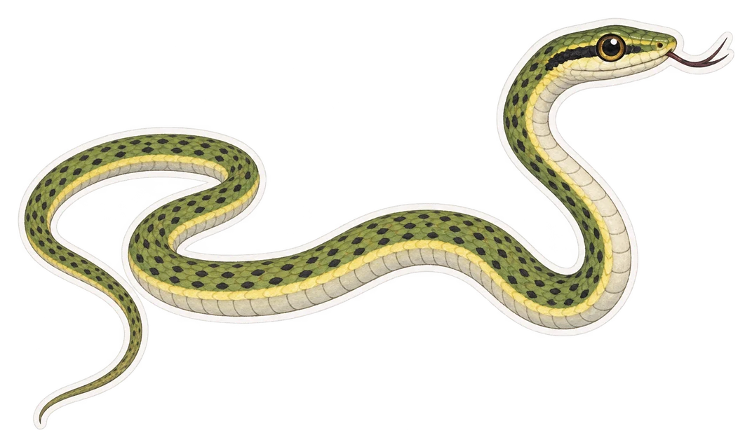 Le dendrelaphe vert (Dendrelaphis punctulatus)