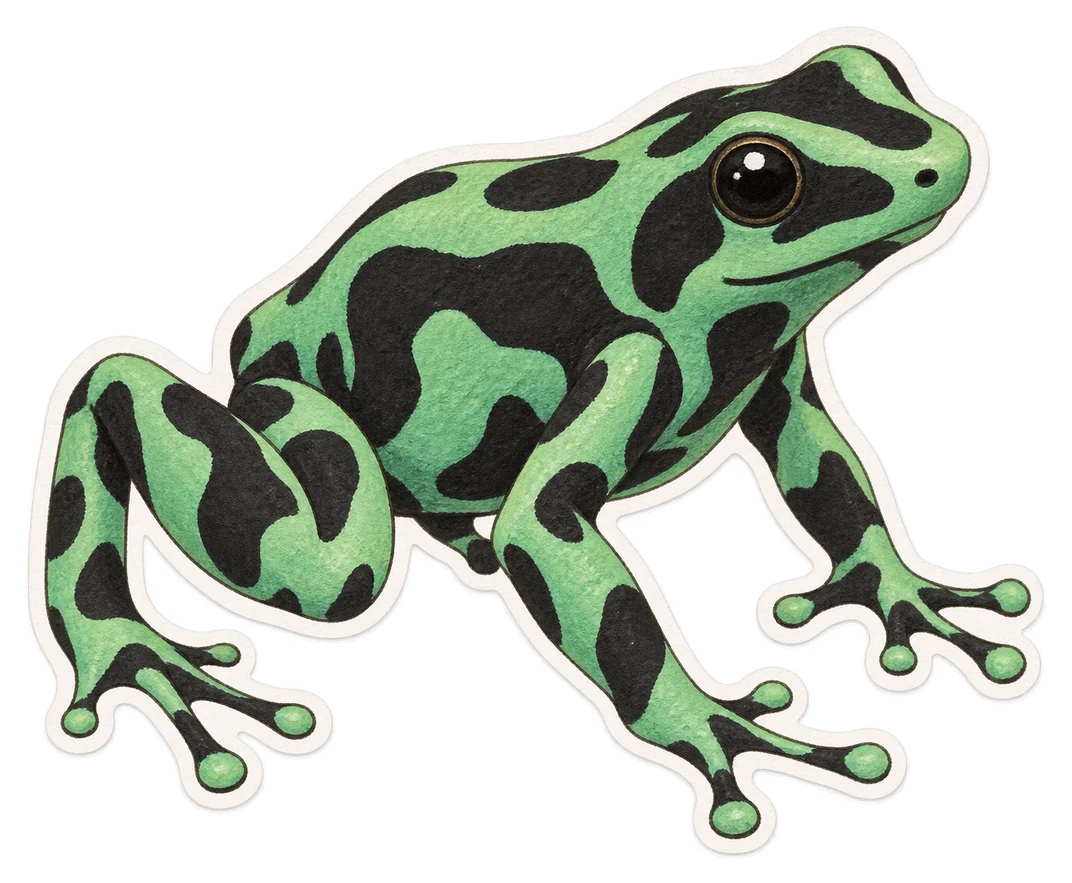 Le dendrobate vert et noir (Dendrobates auratus)
