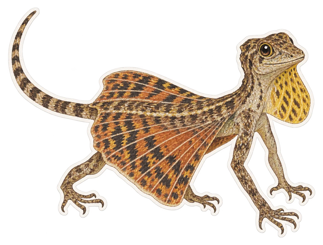 Le dragon volant (Draco volans)