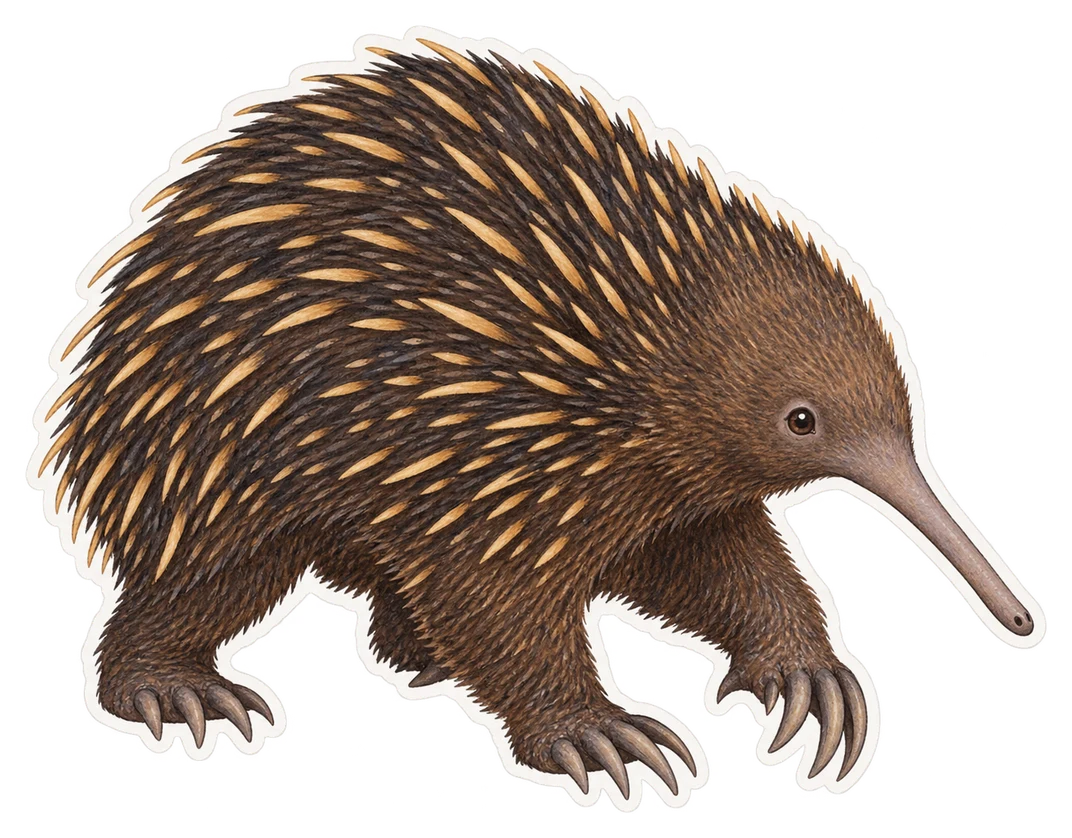 L’échidné à long bec d’Attenborough (Zaglossus attenboroughi)