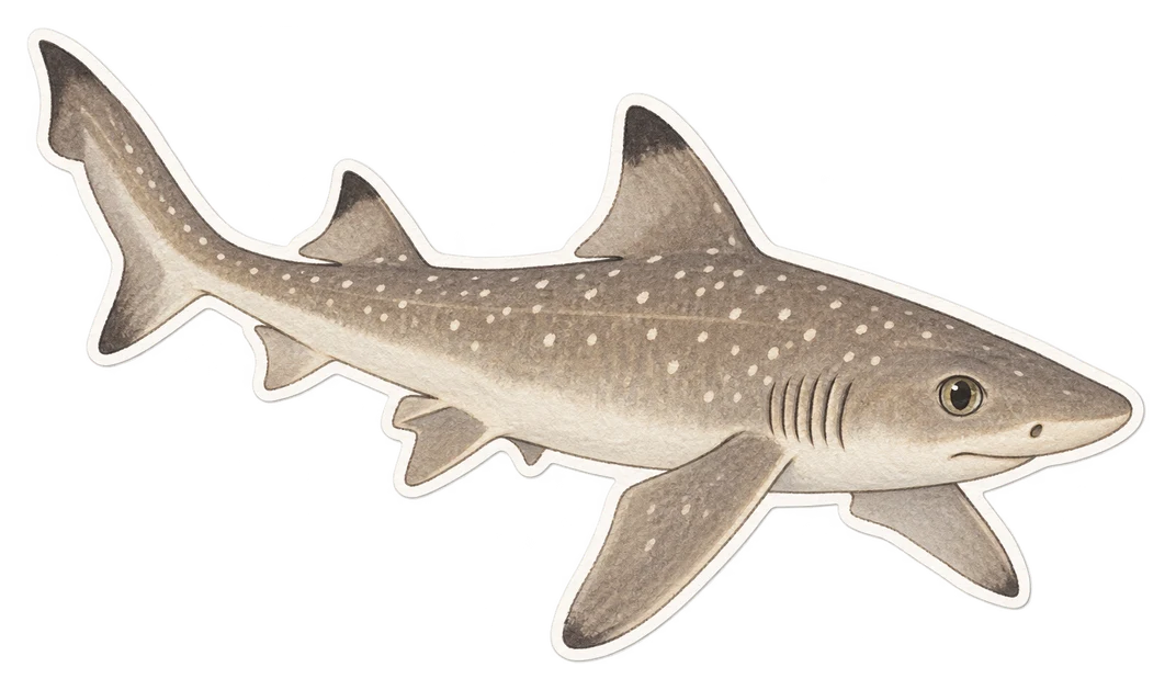 L'émissole lisse (Mustelus mustelus)