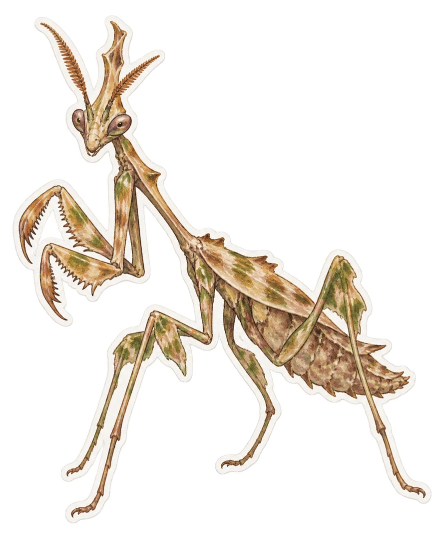 L'empuse commune (Empusa pennata)