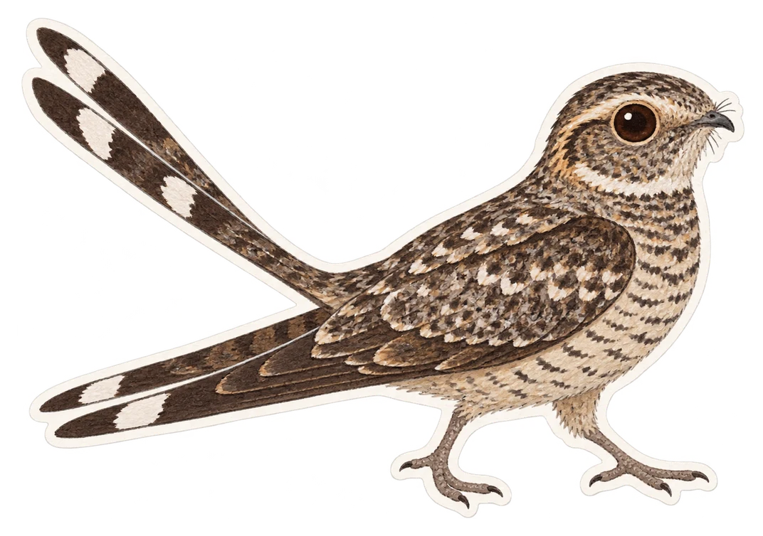 L'engoulevent de Nuttall (Phalaenoptilus nuttallii)