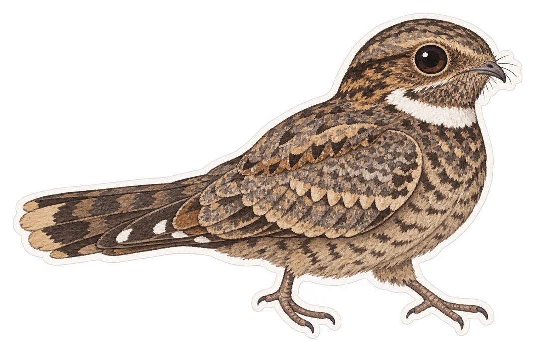 L'engoulevent pauraqué (Nyctidromus albicollis)