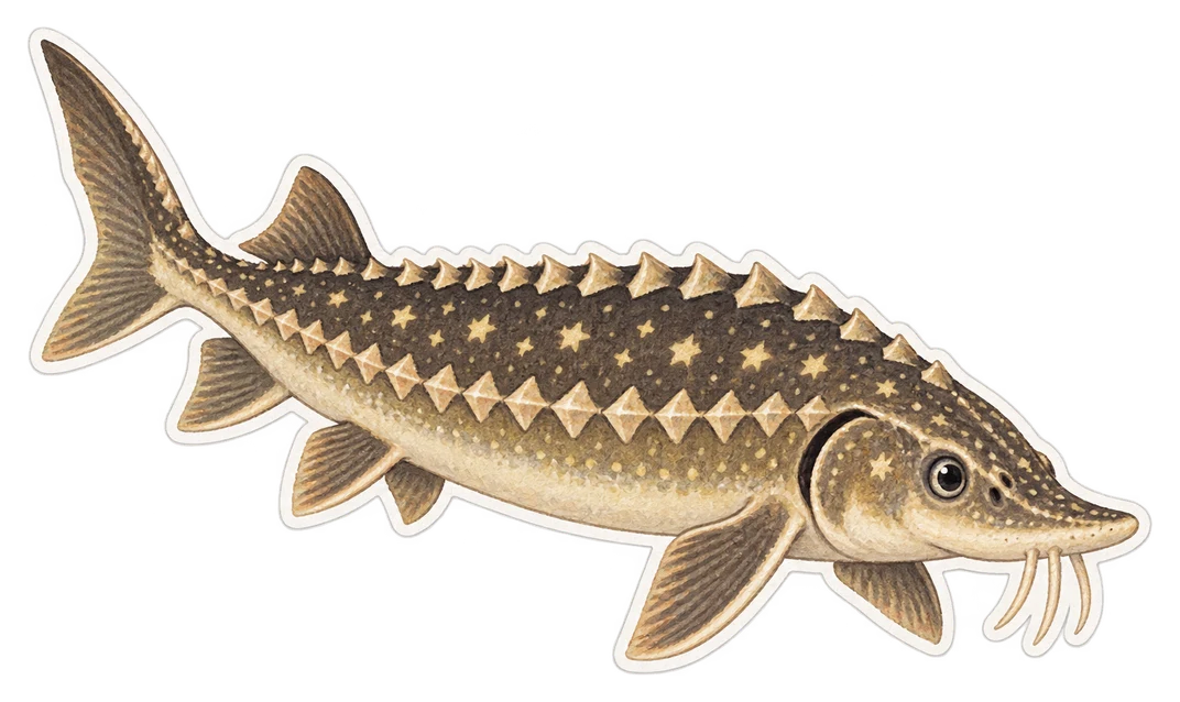 L’esturgeon étoilé (Acipenser stellatus)