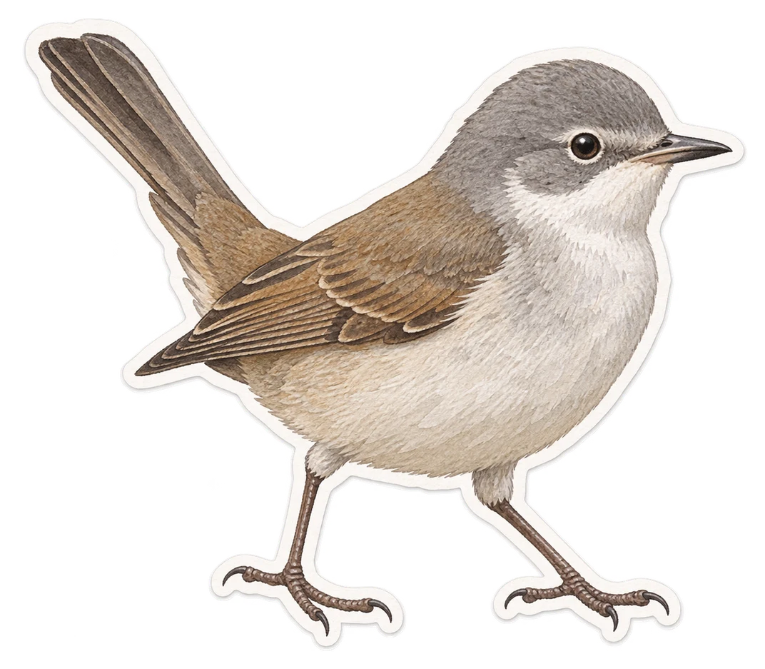 La fauvette babillarde (Curruca curruca)
