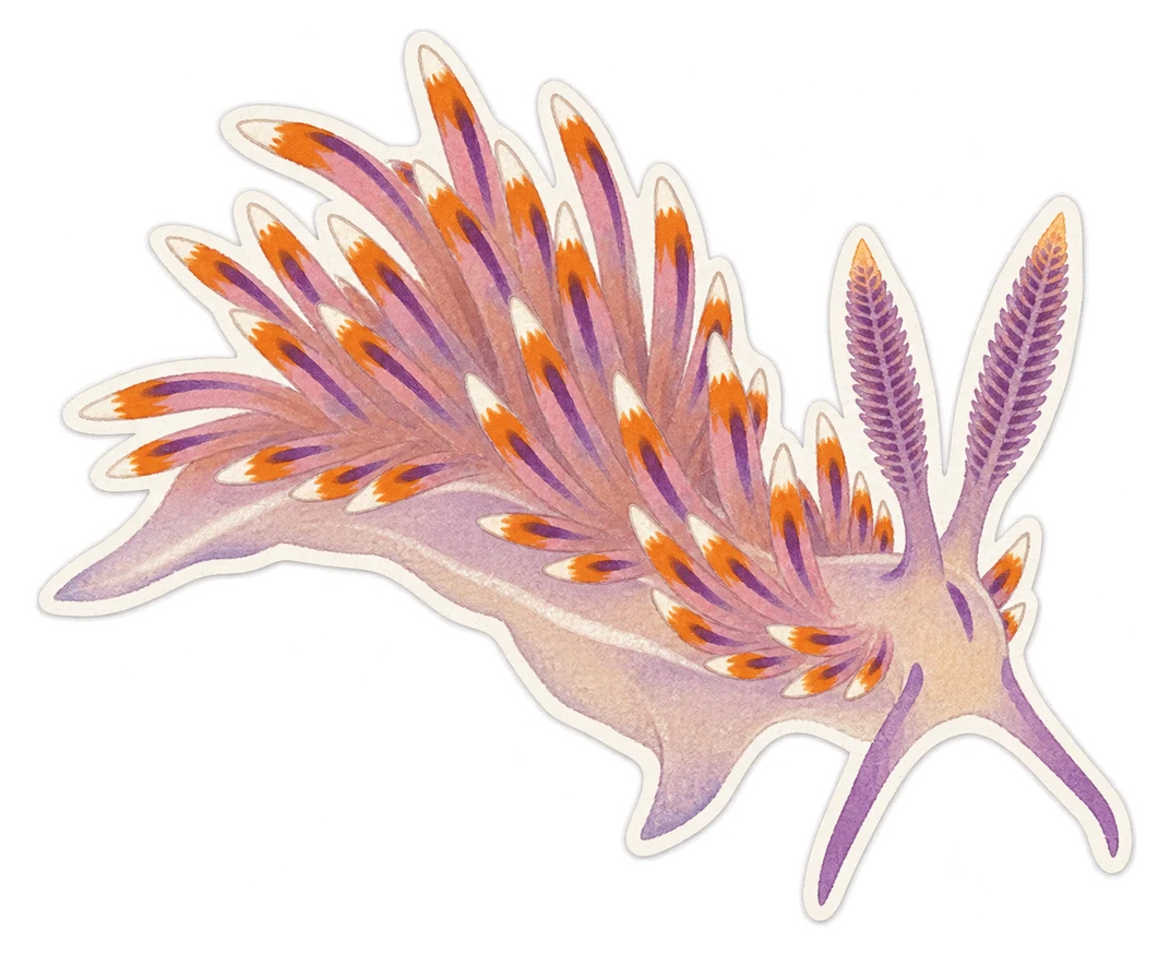 La flabelline mauve (Flabellina affinis)