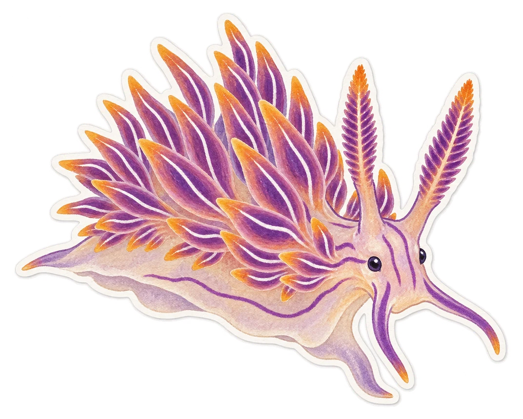 La flabelline rayée (Flabellina lineata)