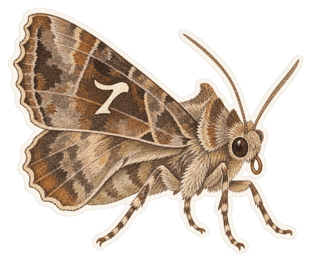 Le gamma (Autographa gamma)