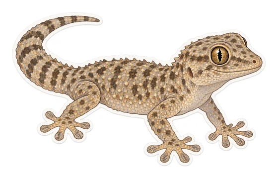 Tarente de Maurétanie