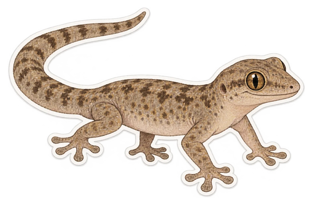 Le gecko pleureur (Lepidodactylus lugubris)