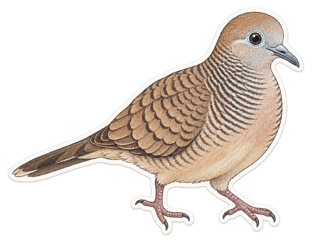 La géopélie zébrée (Geopelia striata)