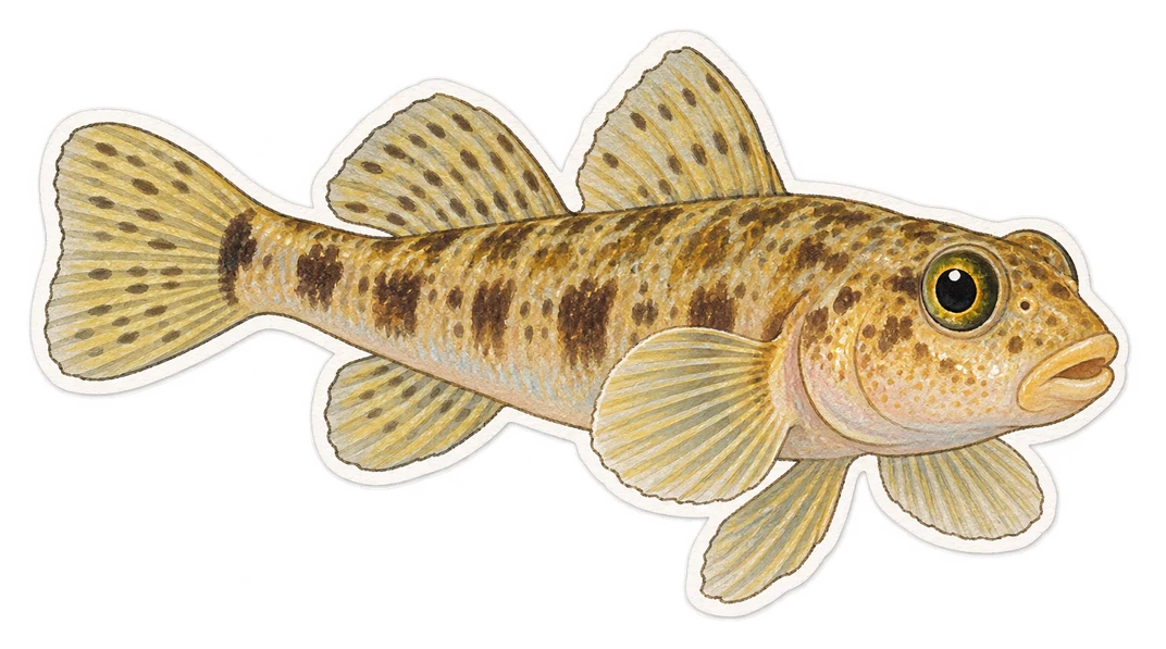 Le gobie nageur (Gobiusculus flavescens)