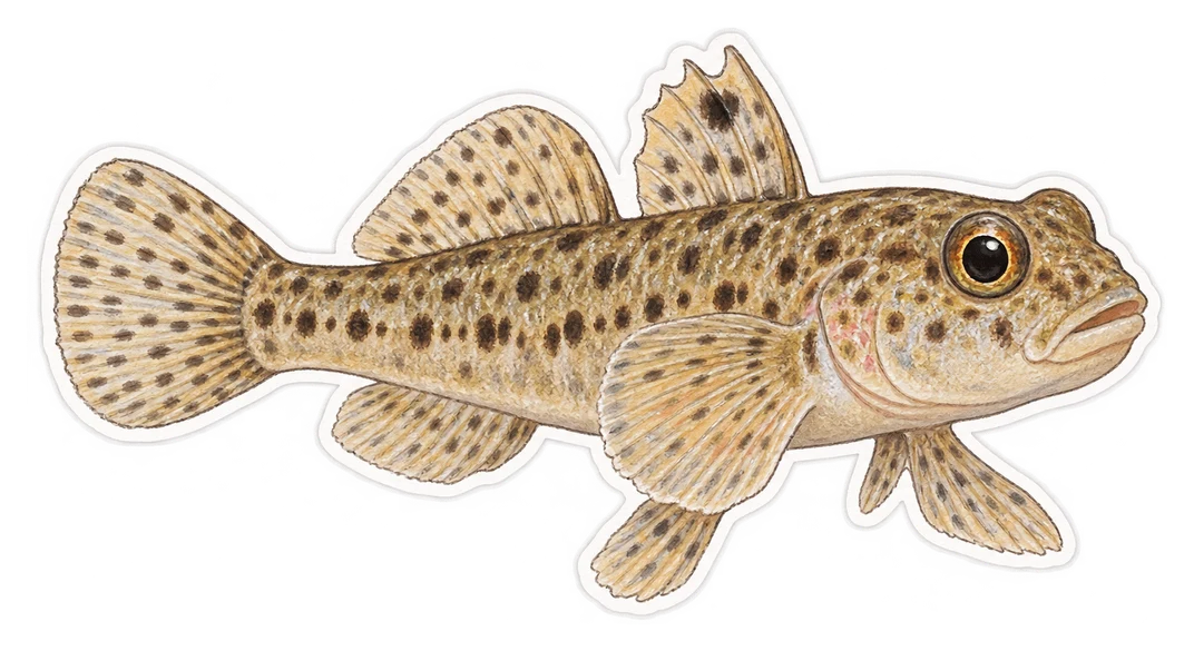 Le gobie tacheté (Pomatoschistus microps)