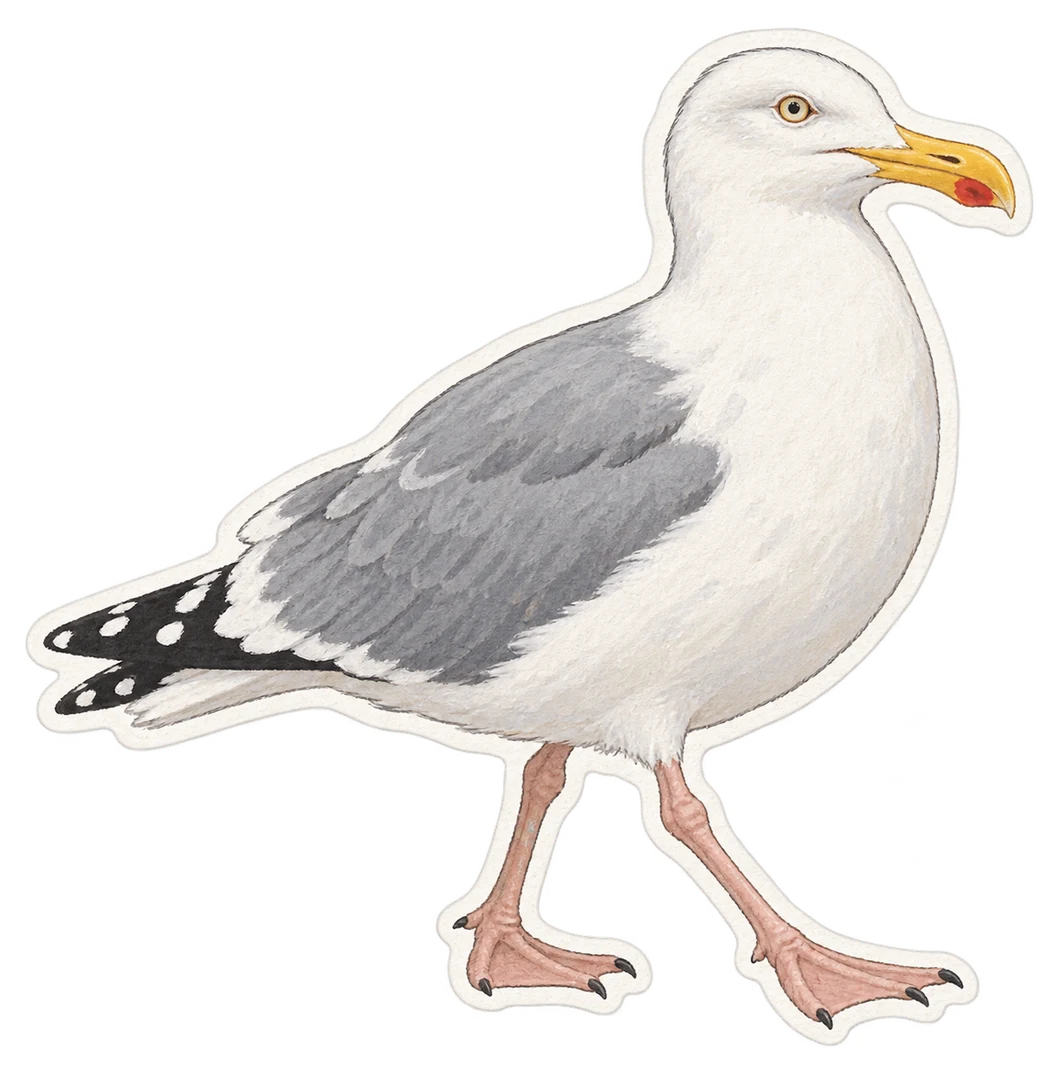 Le goéland argenté (Larus argentatus)