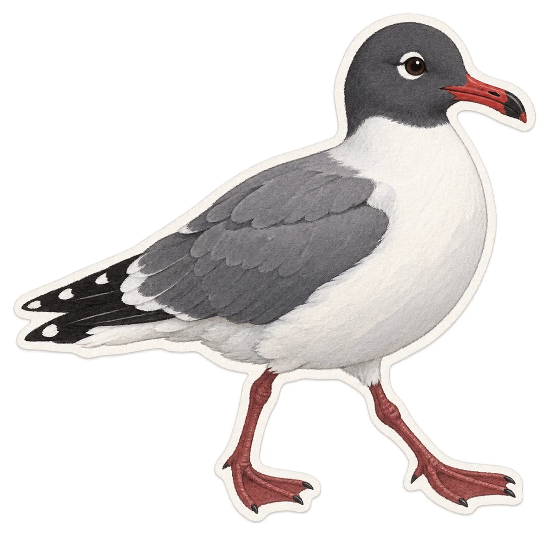 Le goéland de Scoresby (Leucophaeus scoresbii)