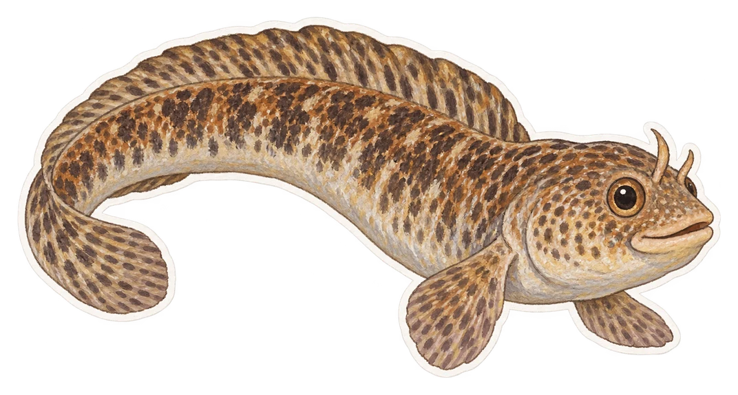 La gonelle (Pholis gunnellus)
