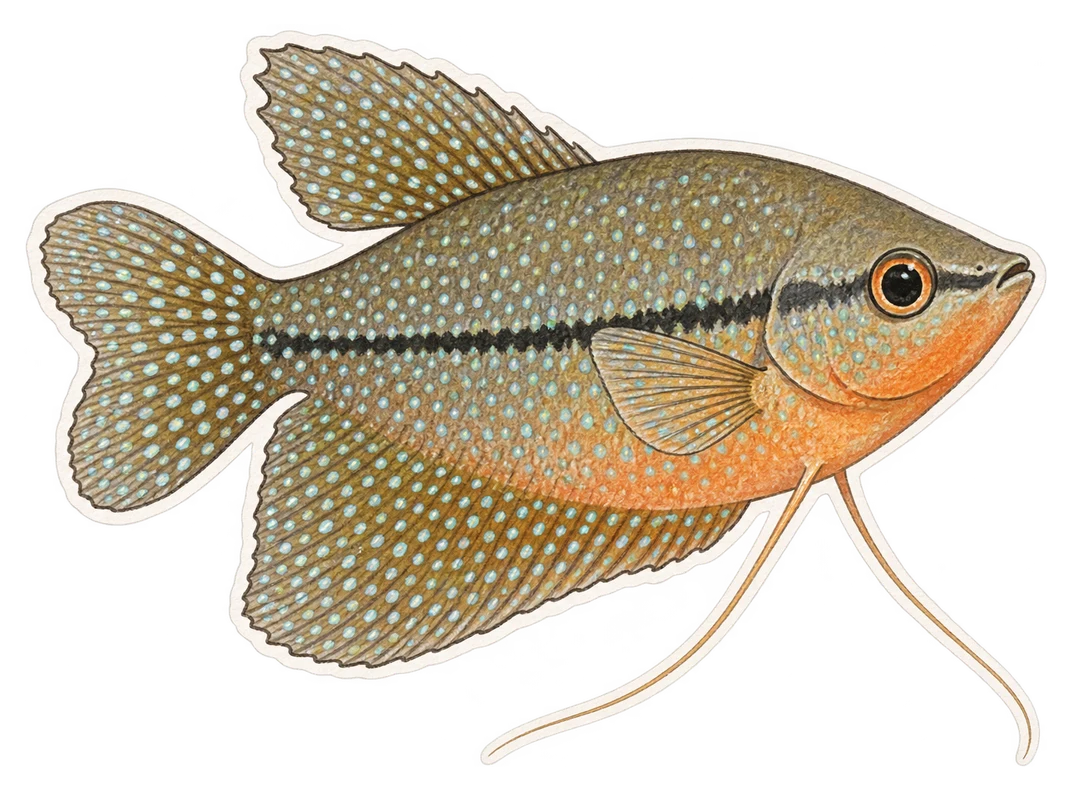 Le gourami perlé (Trichopodus leerii)