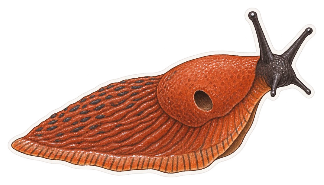 La grande loche rouge (Arion ater)