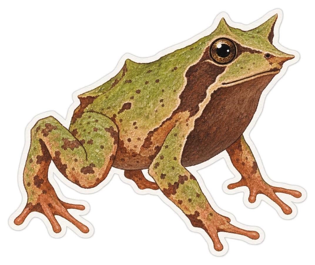 La grenouille de Darwin (Rhinoderma darwinii)