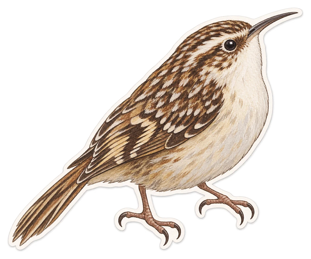 Grimpereau des bois
