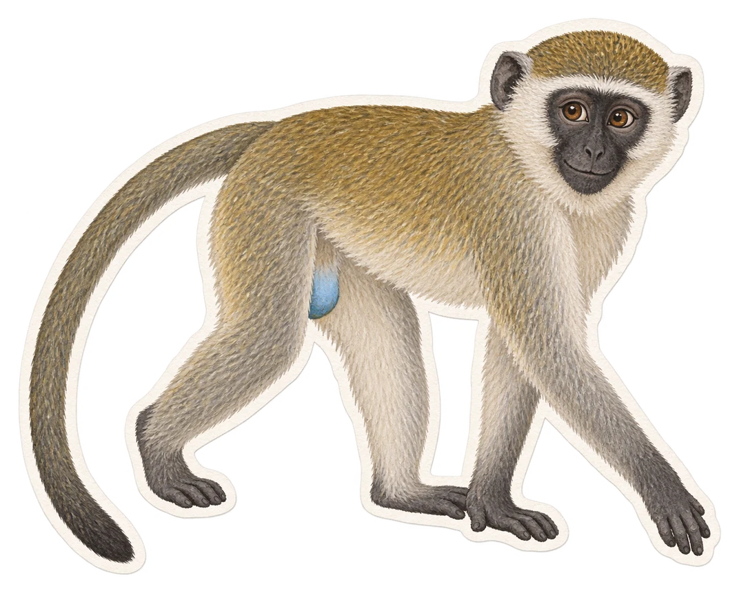 Le grivet (Chlorocebus aethiops)
