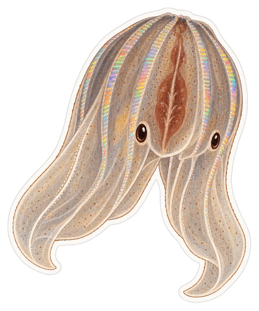 La groseille de mer (Pleurobrachia pileus)