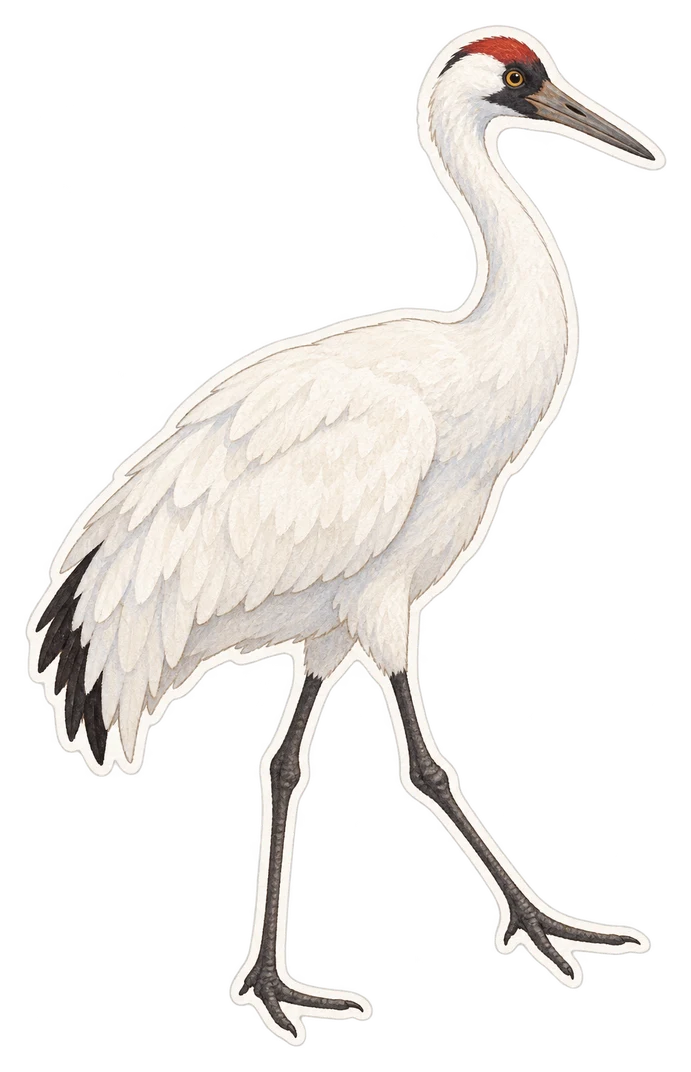 La grue blanche d’Amérique (Grus americana)