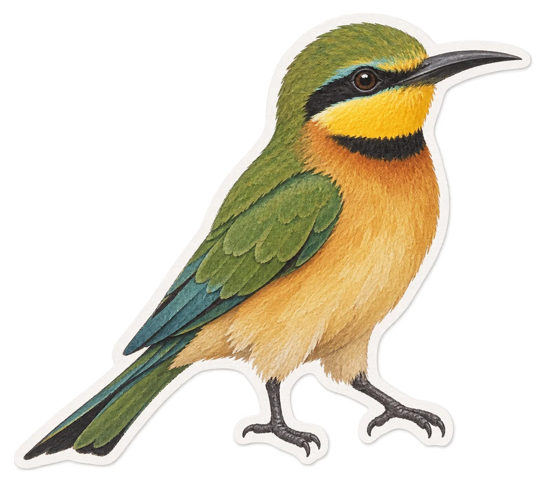 Le guêpier nain (Merops pusillus)