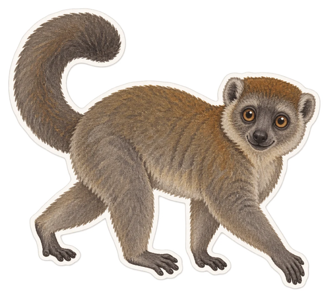 L'hapalémur gris (Hapalemur griseus)