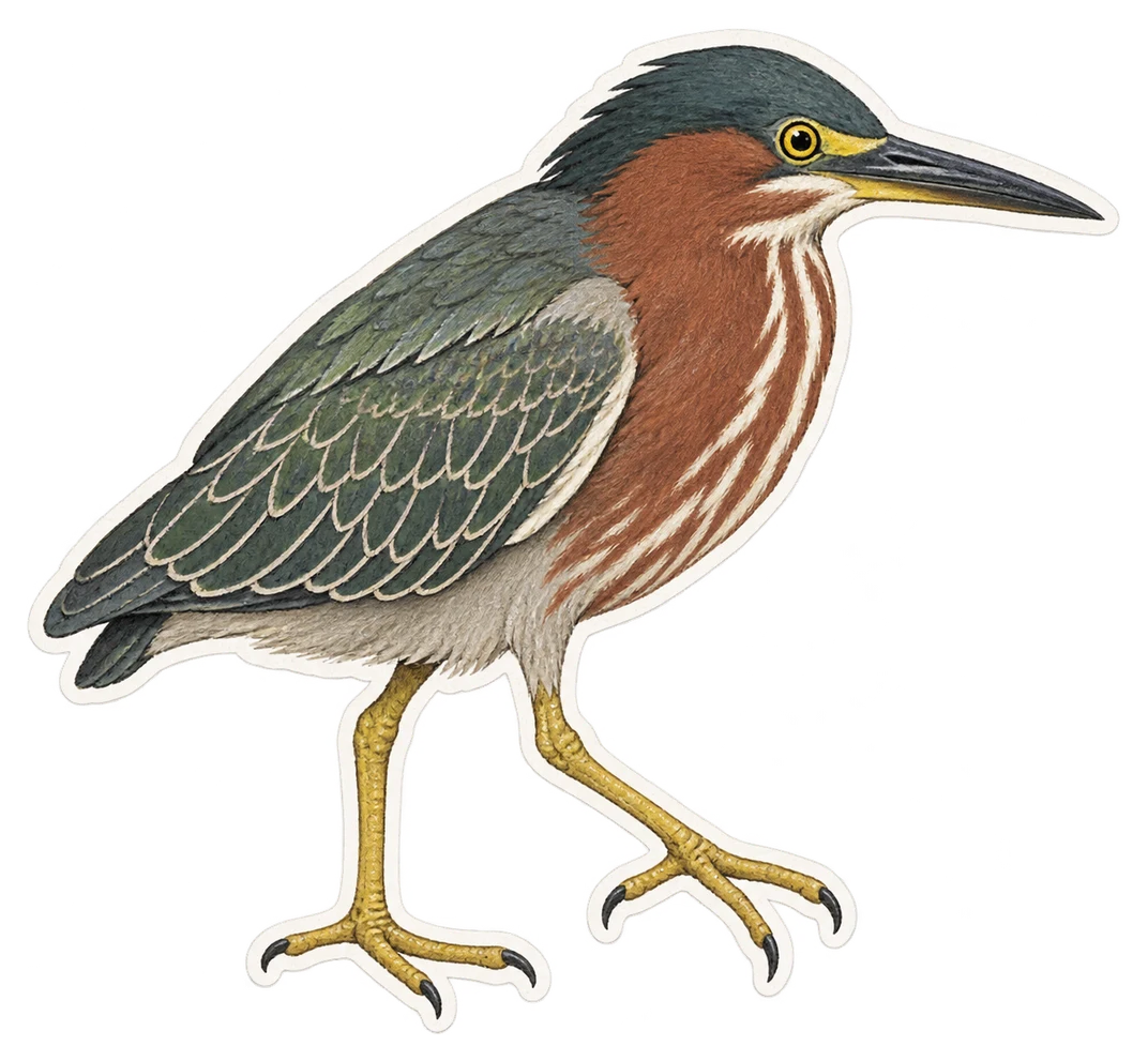 Le héron strié (Butorides striata)