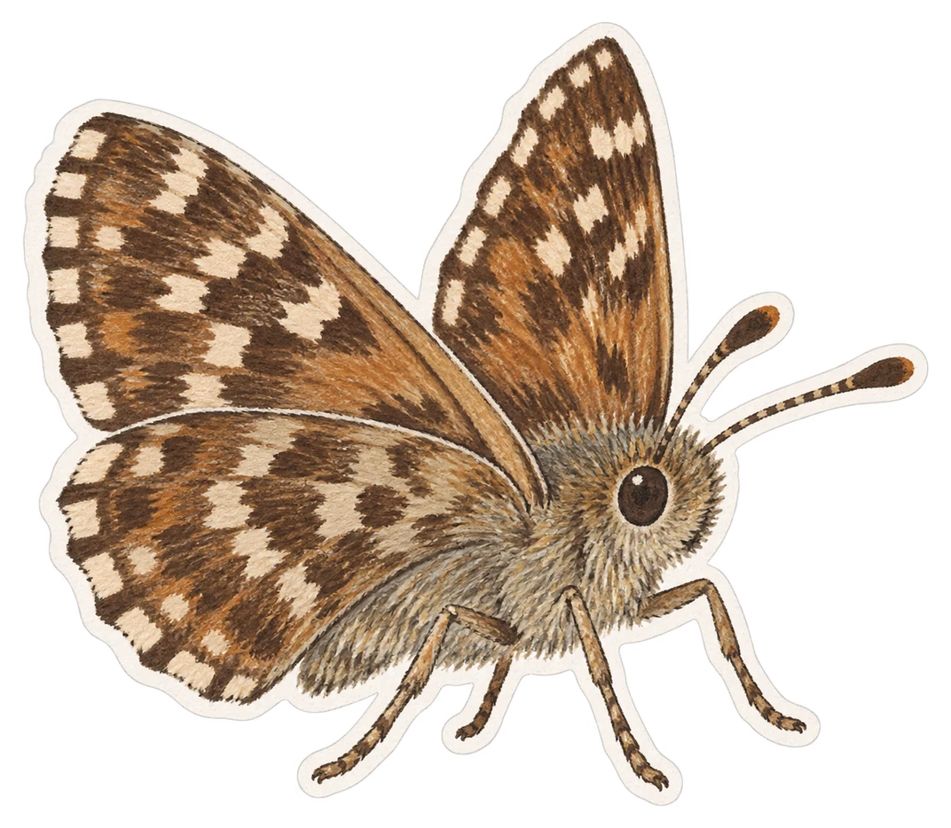L’hespérie de l’alcée (Carcharodus alceae)