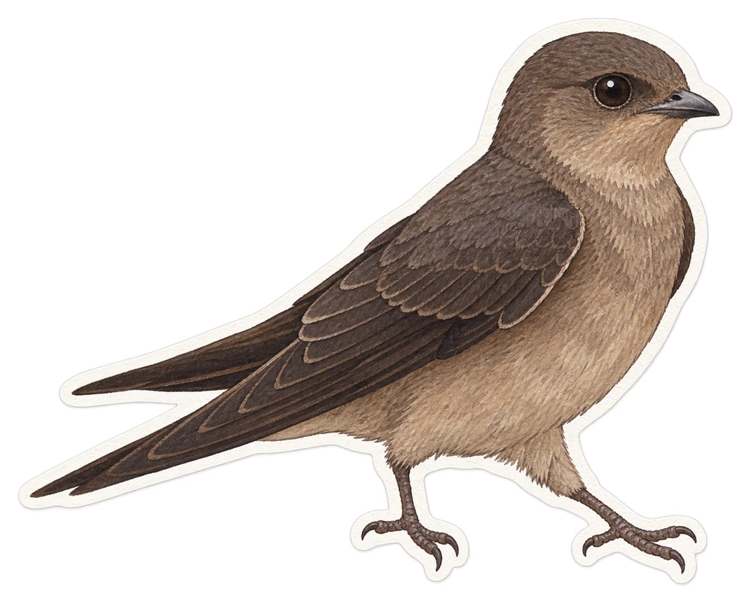 L'hirondelle concolore (Ptyonoprogne concolor)