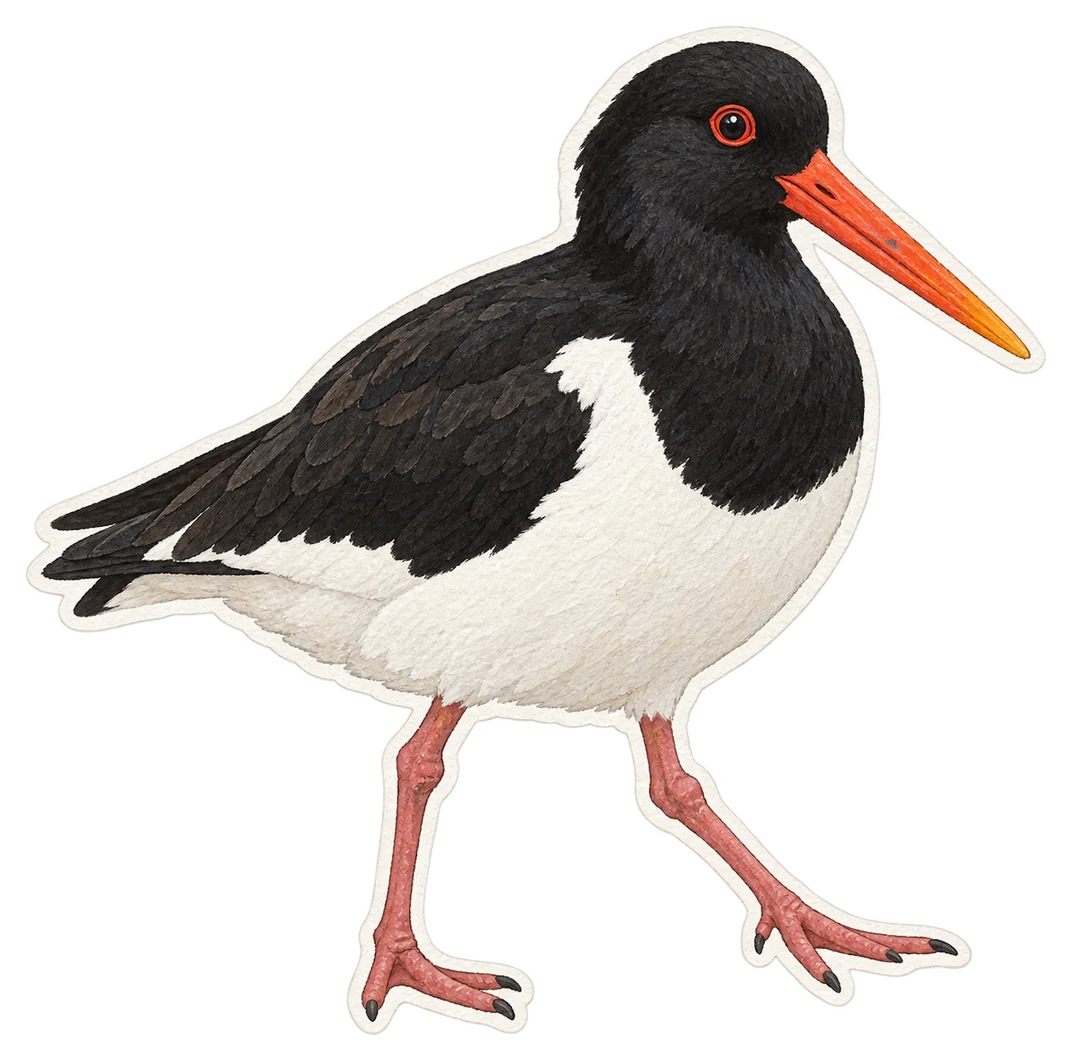 L'huîtrier pie (Haematopus ostralegus)