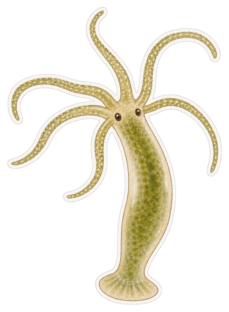 L'hydre d'eau douce (Hydra vulgaris)