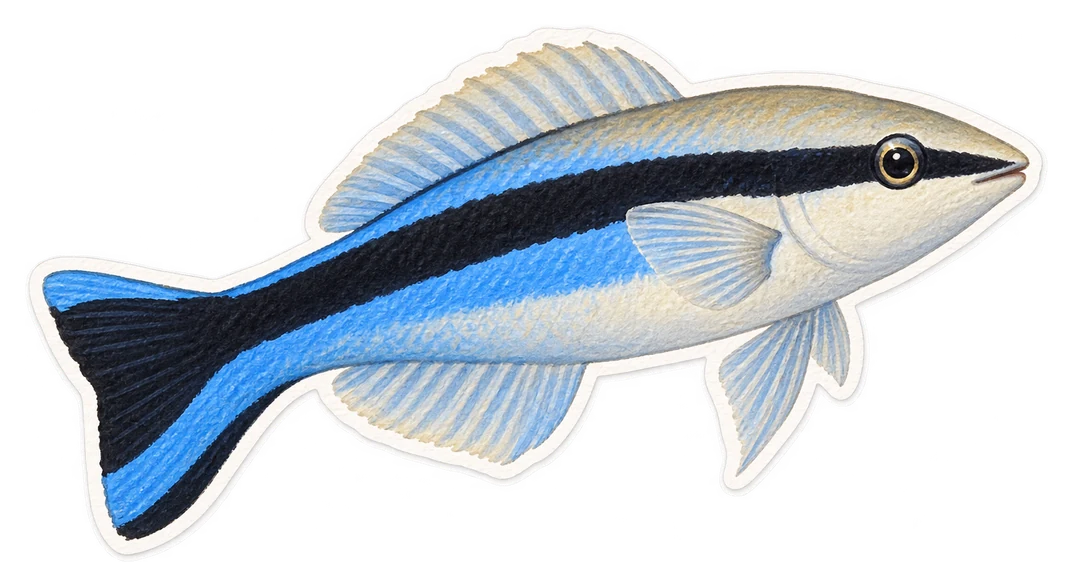 Le labre nettoyeur (Labroides dimidiatus)